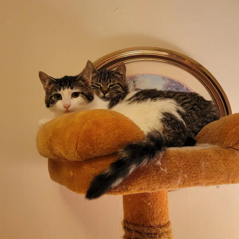 Comet And Cupid thumbnail 3