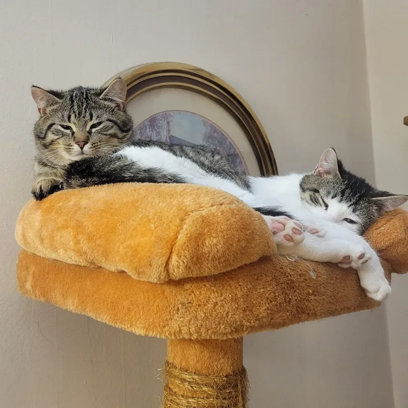 Comet And Cupid thumbnail 4