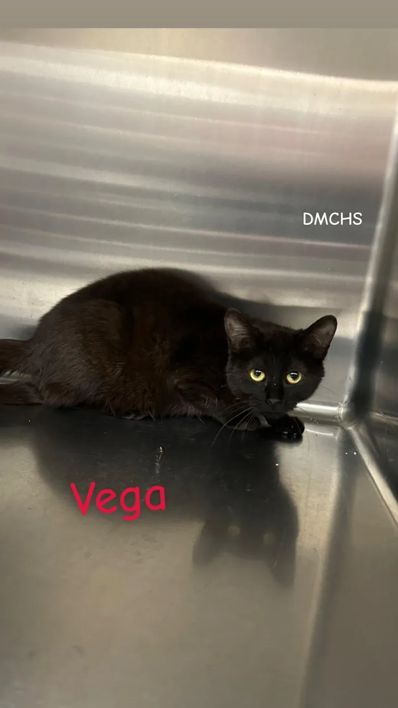 Vega