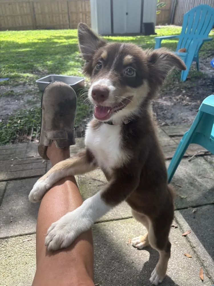 A baby medium-sized female Australian Shepherd dog named Delta Dawn for adoption in Orlando, FL