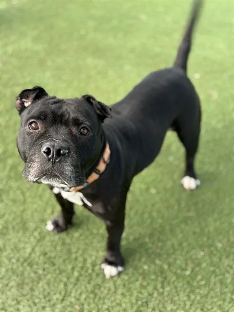 An adult medium-sized female Mixed Breed dog named Winter for adoption in Palmetto, FL