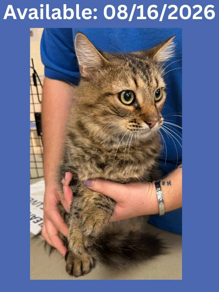 An adult medium-sized male Domestic Long Hair cat named Cat Condo for adoption in Greenville, TX