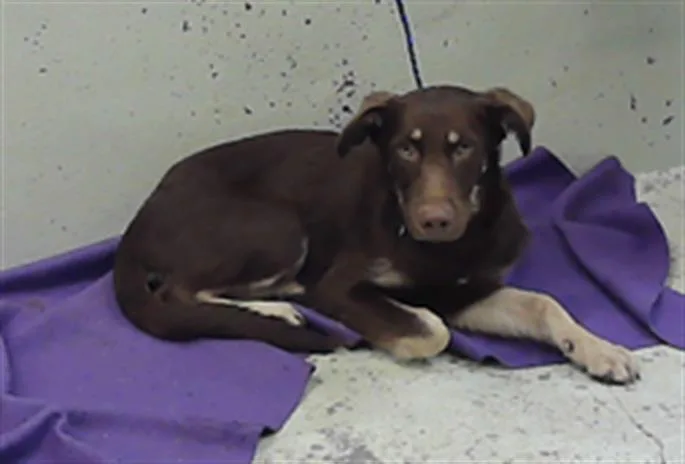 A baby small-sized male German Shepherd Dog dog named Wesley for adoption in Houston, TX