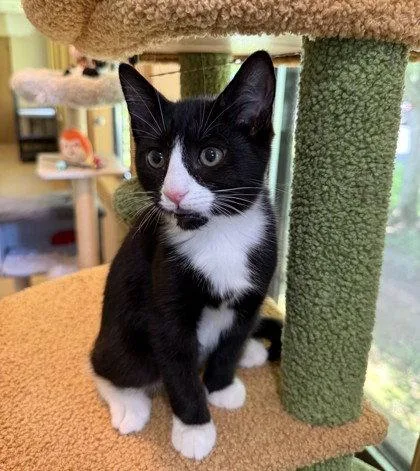 A young small-sized male Black & White / Tuxedo Domestic Short Hair cat named Hoot for adoption in Midland, VA