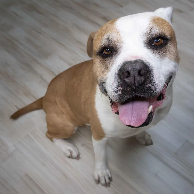 A young medium-sized male Pit Bull Terrier dog named Oakley for adoption in Wilmington, NC