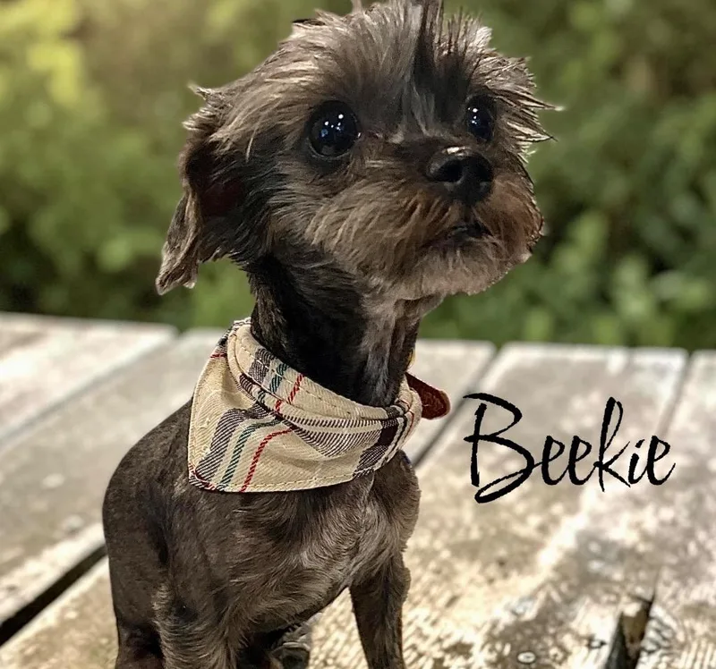 A young small-sized male Yorkshire Terrier dog named Beekie for adoption in West Bloomfield, MI