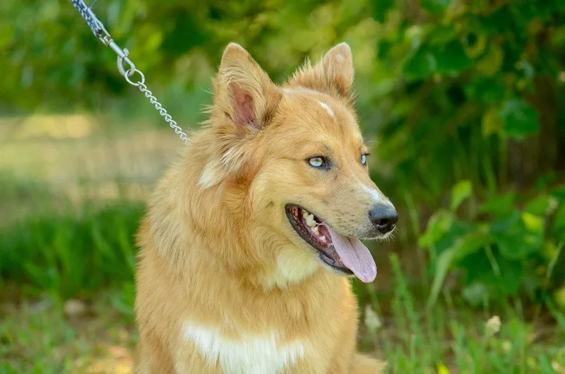 A young large-sized male Australian Shepherd dog named Celtyrs for adoption in Brick, NJ