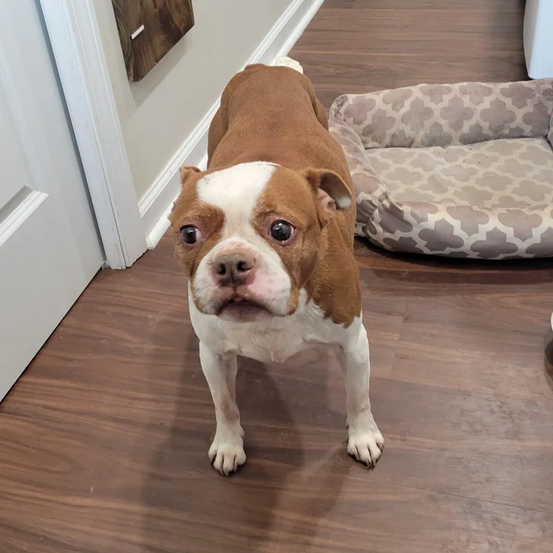 A senior small-sized male Boston Terrier dog named Bruno & Gus for adoption in Rochester, NY