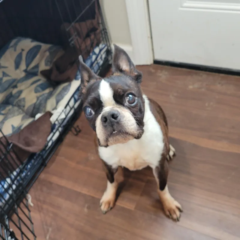 Bruno & Gus thumbnail 4