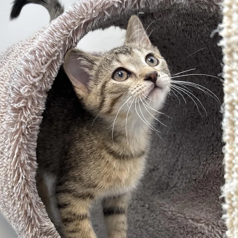 A baby small-sized male Brown / Chocolate Domestic Short Hair cat named Chickadee for adoption in Naperville, IL