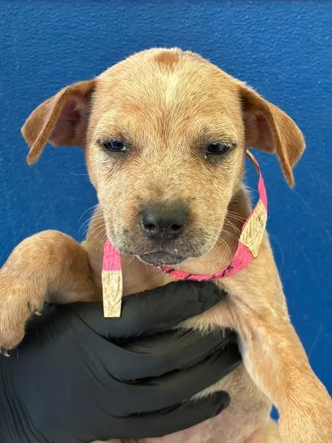 A baby small-sized female Australian Cattle Dog / Blue Heeler dog named A for adoption in Visalia, CA