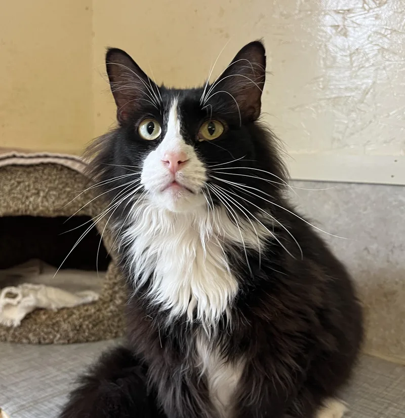 An adult large-sized male Black & White / Tuxedo Domestic Long Hair cat named Atari for adoption in Palmyra, VA