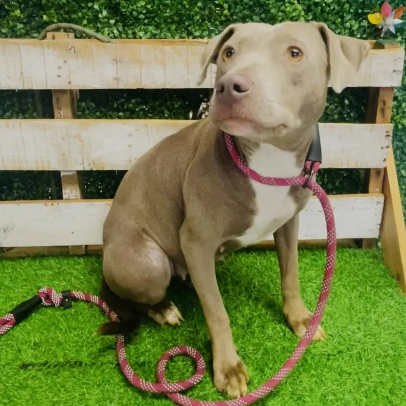 Crop Top thumbnail 2