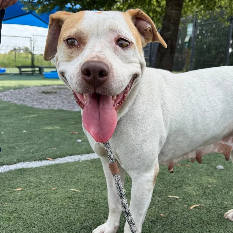 An adult medium-sized female White / Cream Mixed Breed dog named Gale for adoption in Memphis, TN