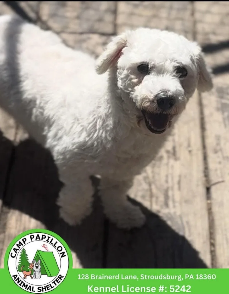 An adult small-sized female Bichon Frise dog named Tina for adoption in Stroudsburg, PA