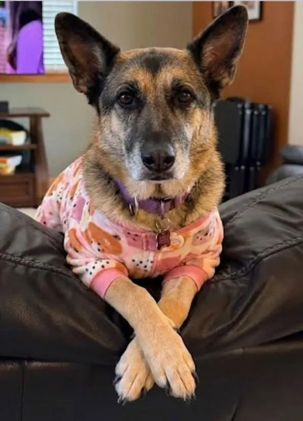 An adult medium-sized female Black German Shepherd Dog dog named Lovable Rylee Your Couch for adoption in Baytown, TX