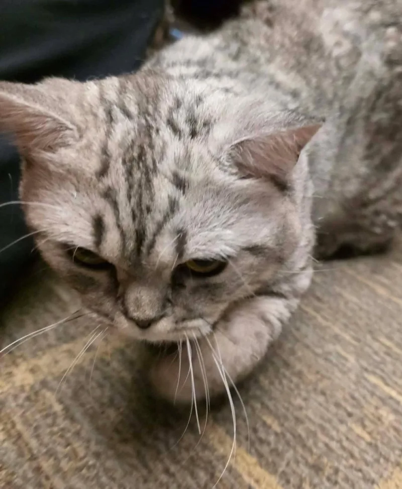 An adult medium-sized male Tabby (Gray / Blue / Silver) British Shorthair cat named Hedwig for adoption in Chicago, IL