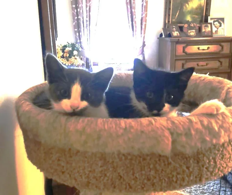 A baby medium-sized female Black Domestic Short Hair cat named Molly for adoption in East Brunswick, NJ