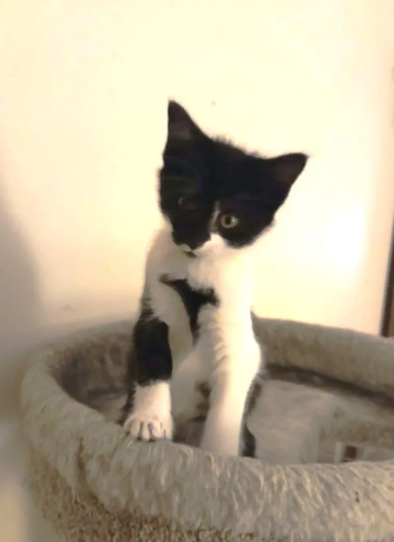 Molly thumbnail 3