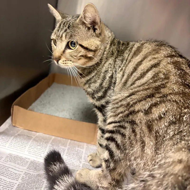 An adult medium-sized male Brown / Chocolate Domestic Medium Hair cat named Toasted Grape Uncrustable for adoption in Charleston, WV