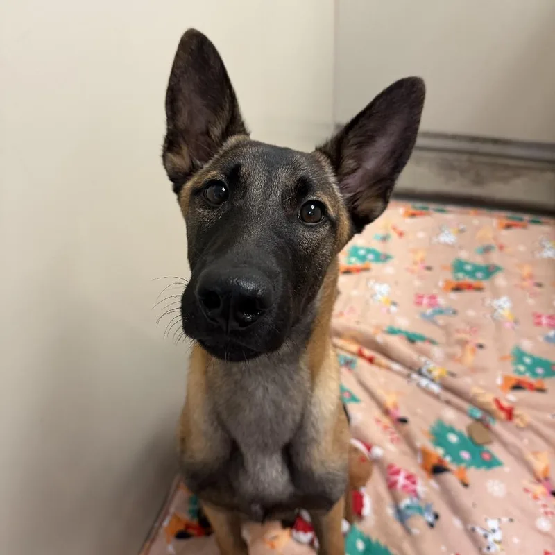 A young medium-sized male Belgian Shepherd / Malinois dog named Bambi for adoption in Flagstaff, AZ
