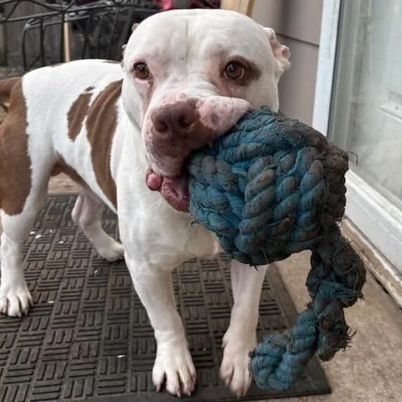 An adult medium-sized male White / Cream American Bulldog dog named Spot for adoption in Buffalo, MN