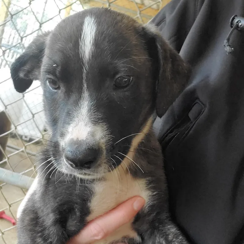 A baby medium-sized female Mountain Cur dog named Dahlia for adoption in Shreveport, LA