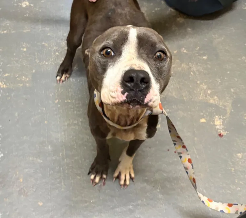 A young medium-sized female Pit Bull Terrier dog named Sasha for adoption in Ruston, LA