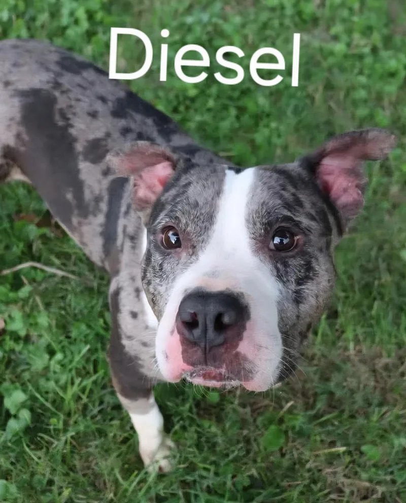 An adult medium-sized male Brindle Mixed Breed dog named Diesel for adoption in Belleville, IL