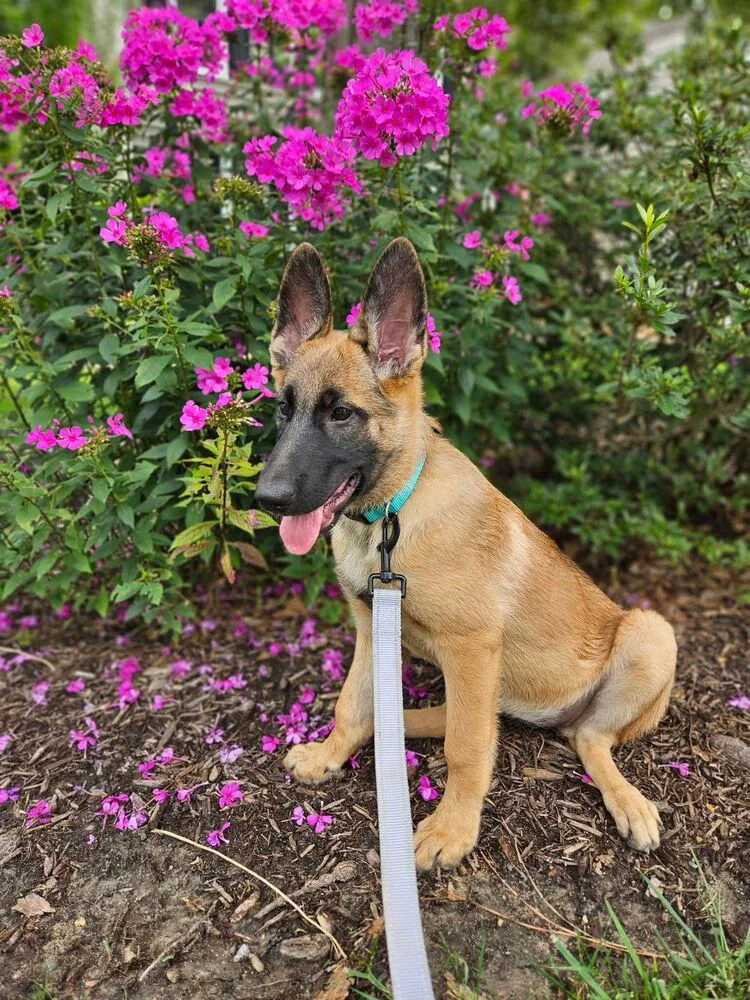A baby small-sized female Tricolor (Brown, Black, & White) Belgian Shepherd / Malinois dog named Calla Lily Located for adoption in Imlay City, MI