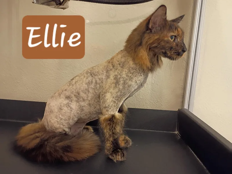 A senior large-sized female Tortoiseshell Domestic Long Hair cat named Ellie for adoption in Albuquerque, NM