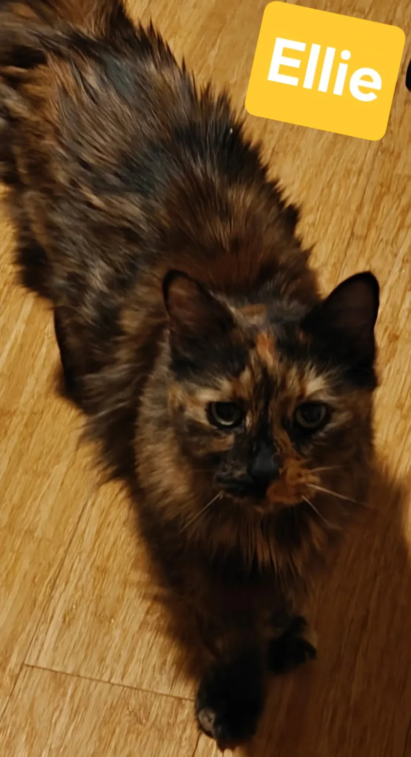 Ellie thumbnail 3
