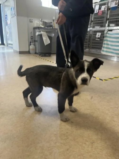 A baby medium-sized male Husky dog named Trout for adoption in San Pedro, CA