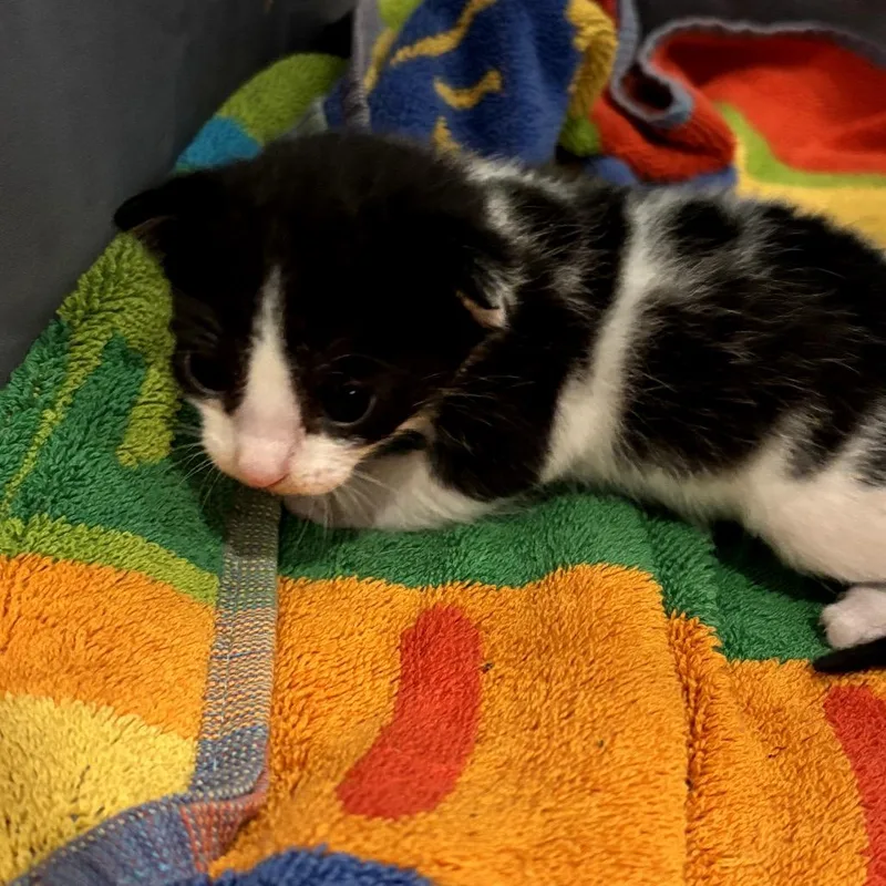 A baby small-sized female Black Domestic Short Hair cat named Blossom for adoption in Katy, TX