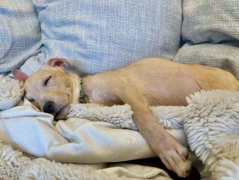 A baby medium-sized male Mixed Breed dog named Arthur Morgan for adoption in Brookshire, TX