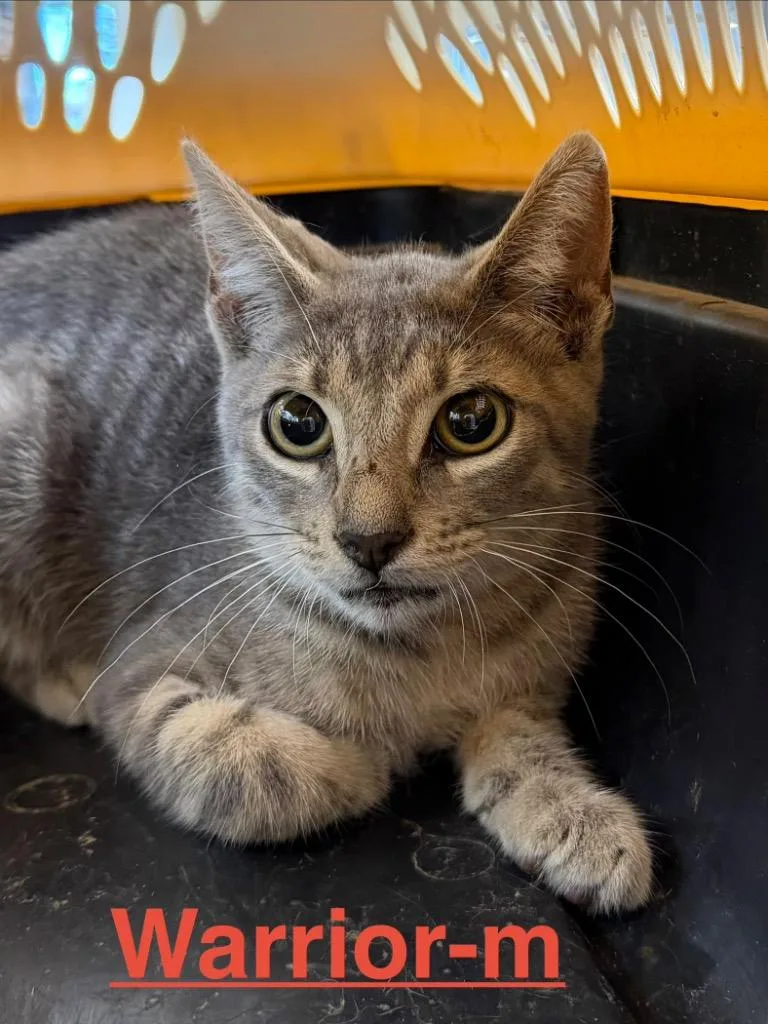 A baby small-sized male Tabby cat named Warrior for adoption in Brookhaven, MS