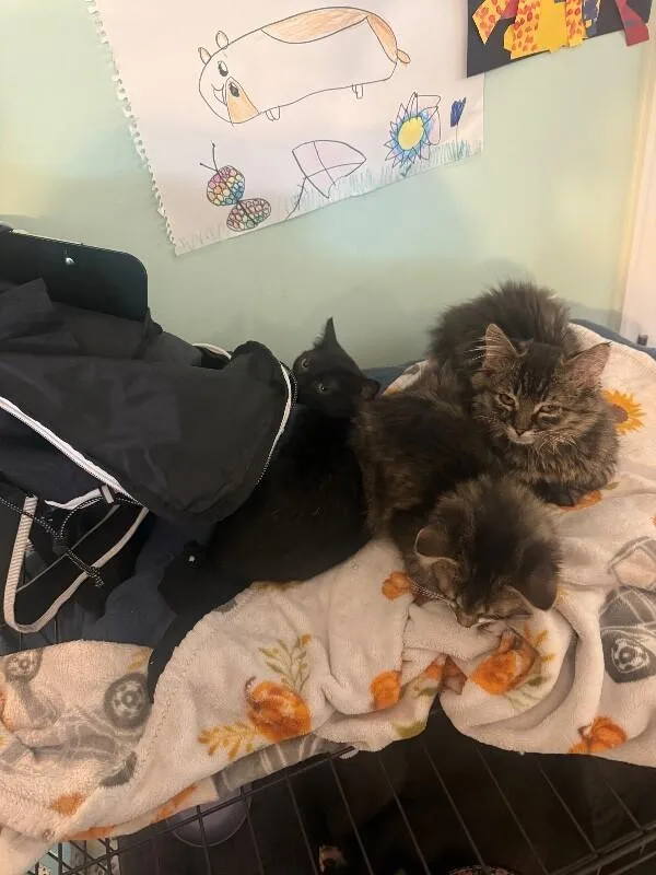 A baby medium-sized male Tabby (Brown / Chocolate) Domestic Medium Hair cat named Harry for adoption in Colmar, PA