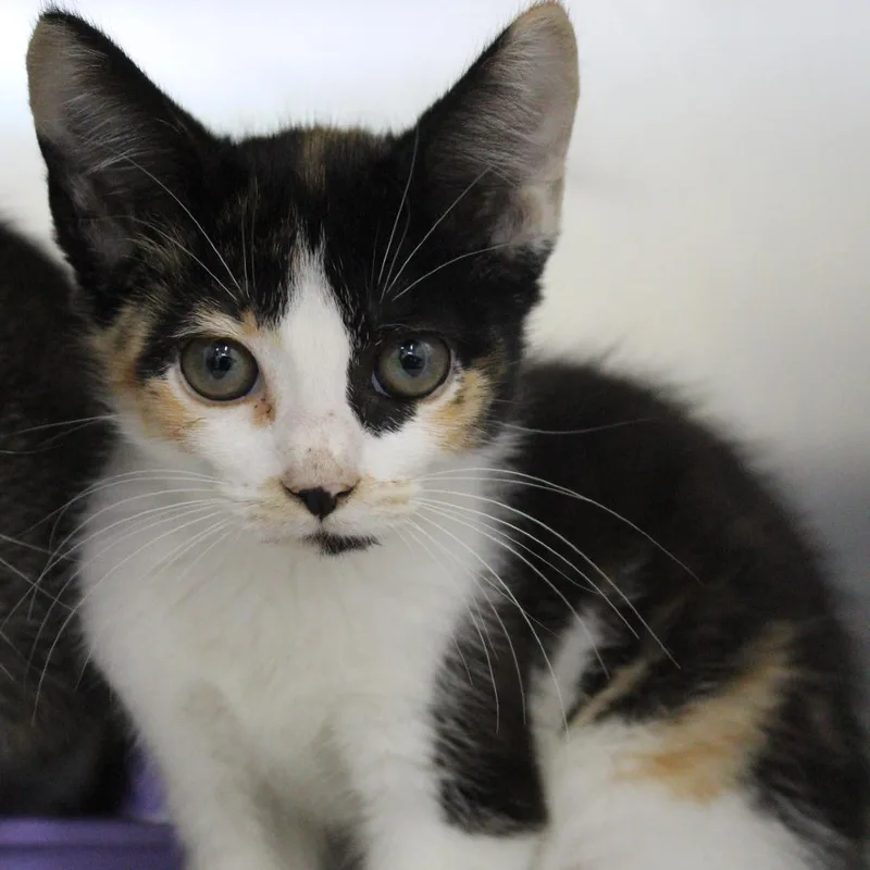 A baby small-sized female Calico Domestic Short Hair cat named Diance for adoption in Auburn, AL