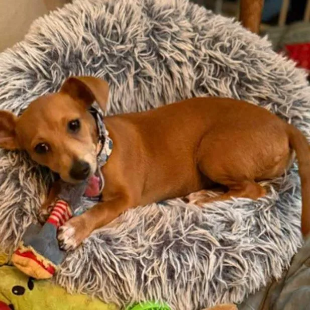 Meerkat D thumbnail 2