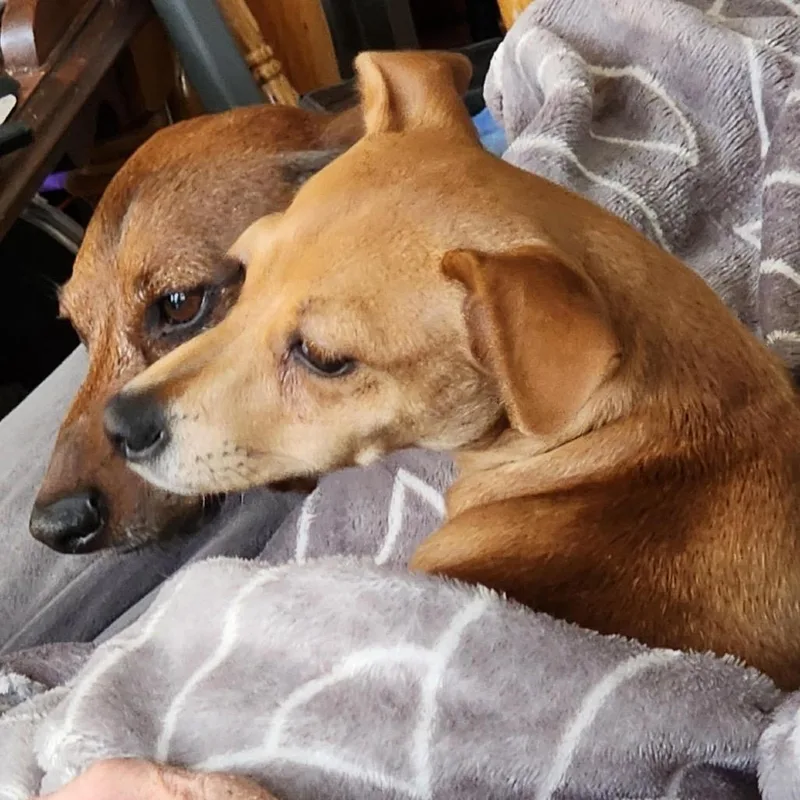 Meerkat D thumbnail 3