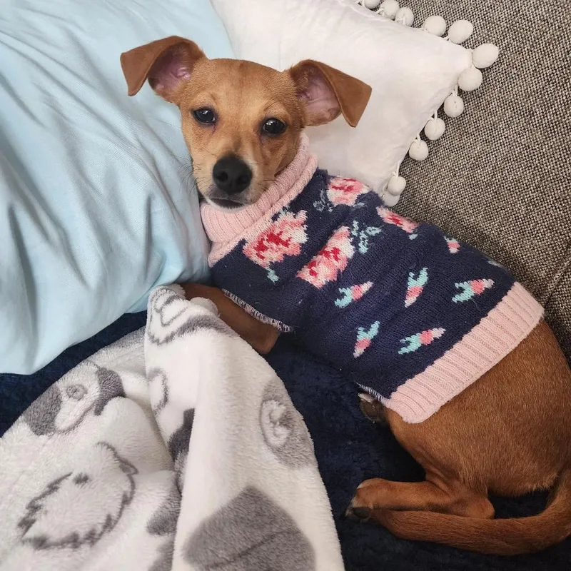 Meerkat D thumbnail 4