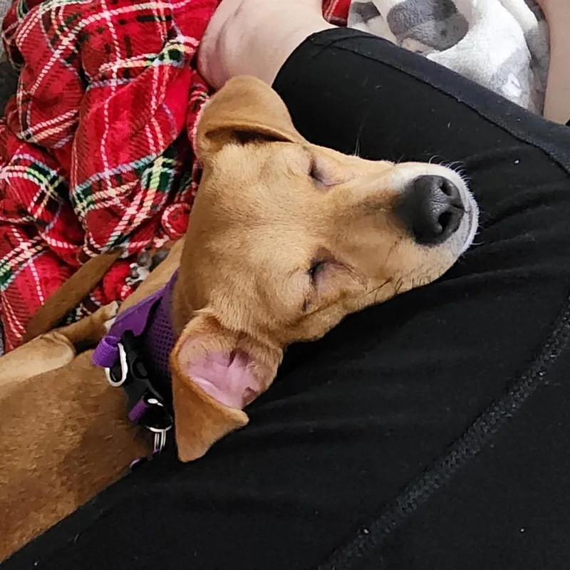 Meerkat D thumbnail 5