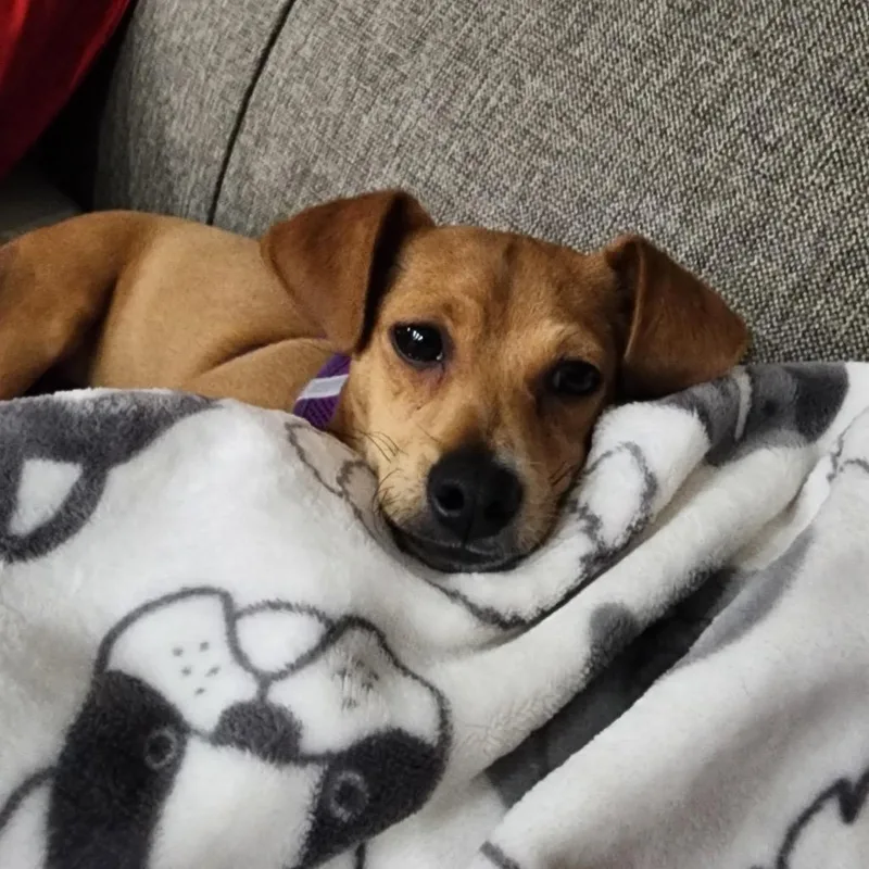 Meerkat D thumbnail 6