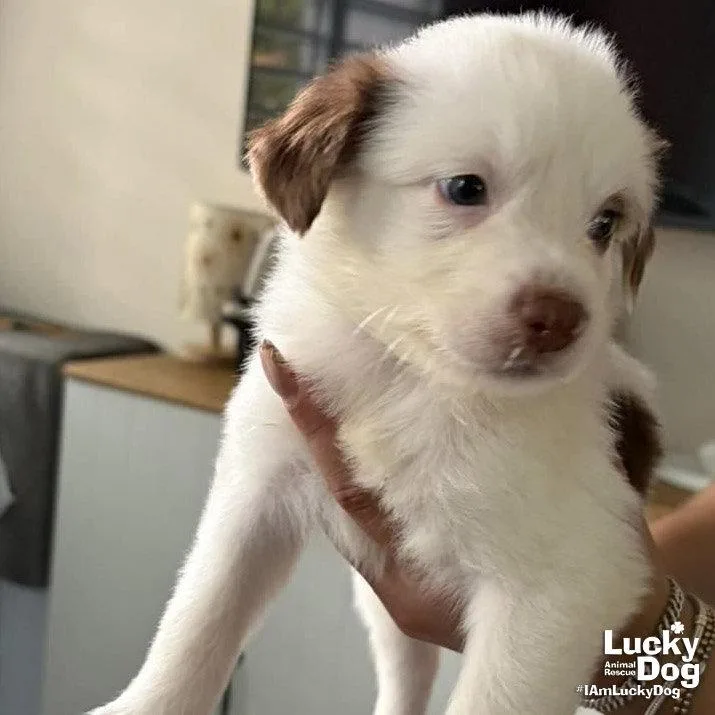 A baby medium-sized male Border Collie dog named Arthur for adoption in Washington, DC