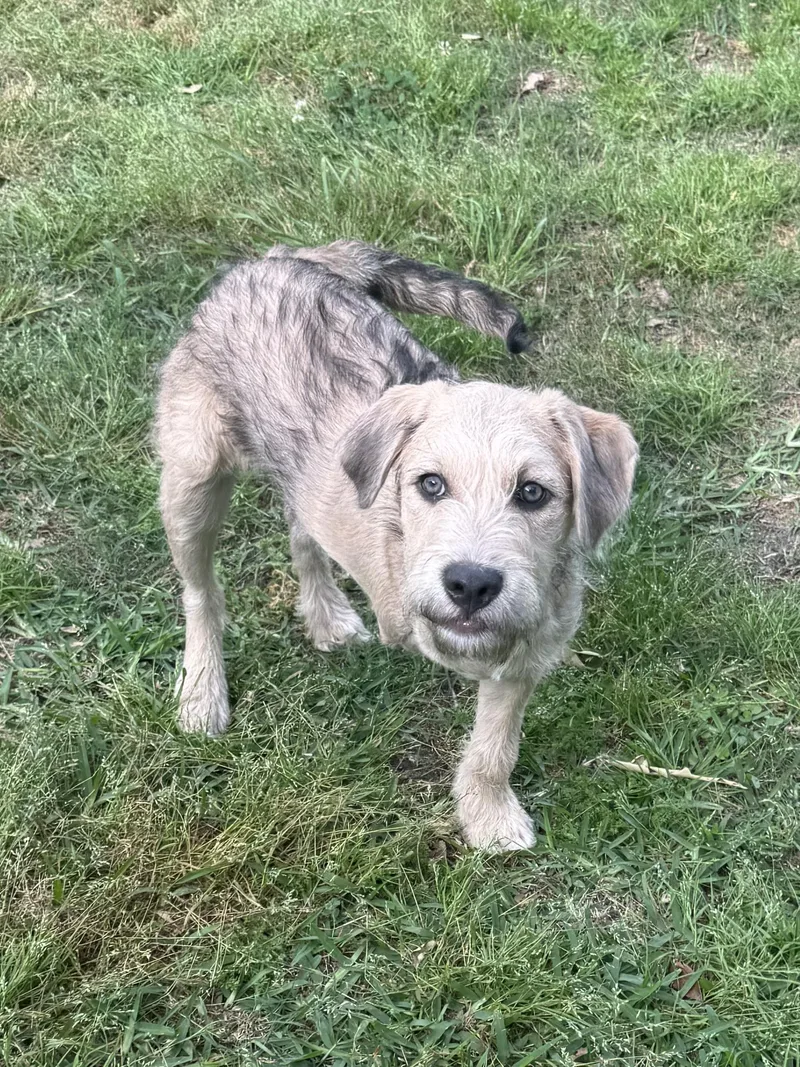 Magnolia thumbnail 2