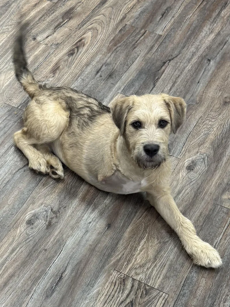 Magnolia thumbnail 3