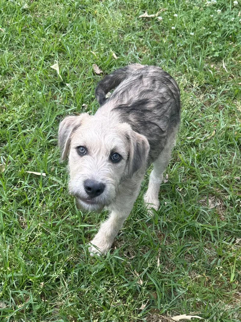 Magnolia thumbnail 4