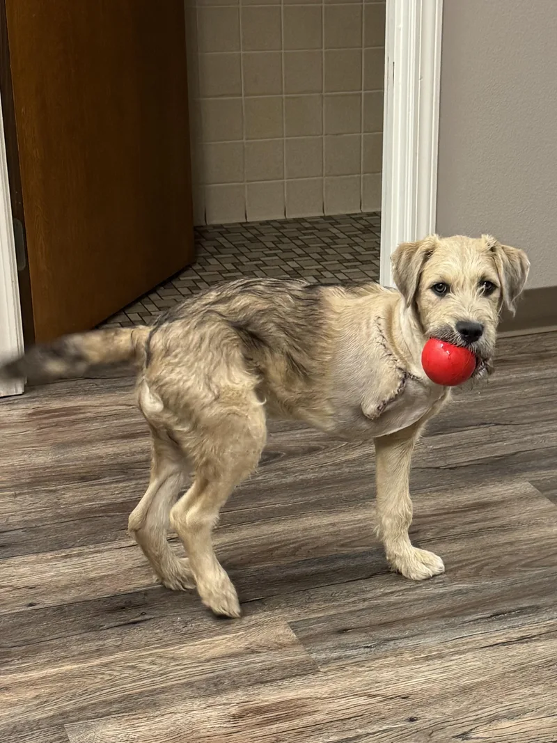 A baby medium-sized female Airedale Terrier dog named Magnolia for adoption in Alexandria, LA