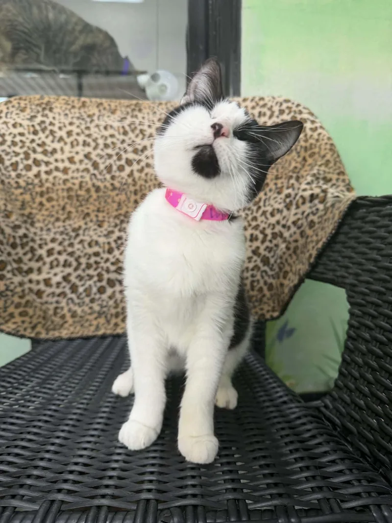 An adult medium-sized female Tuxedo cat named Wynona for adoption in Tavares, FL
