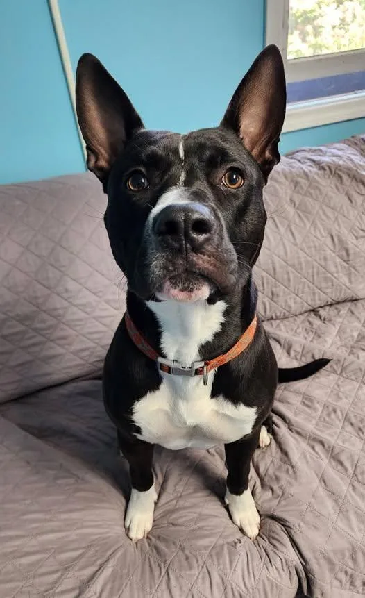 An adult medium-sized male Black Pit Bull Terrier dog named Giovanni for adoption in Wooster, OH